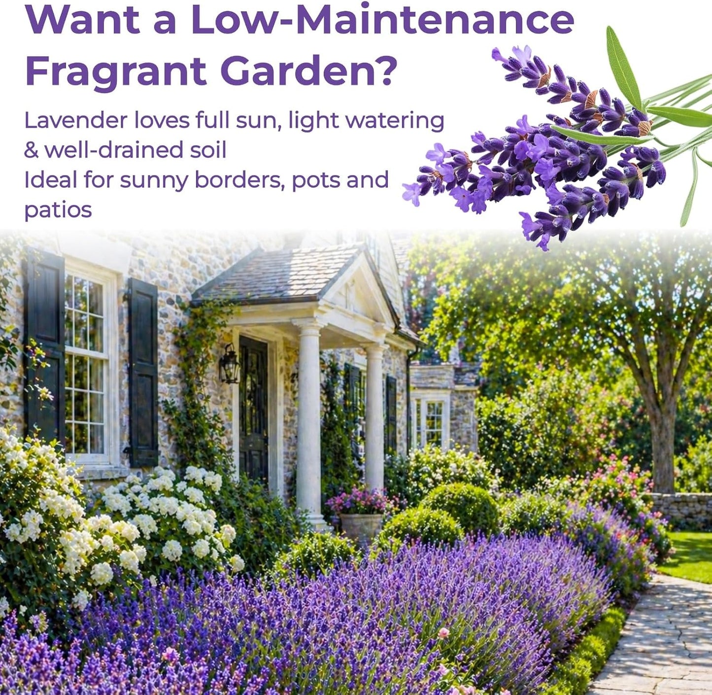 Lavender Seeds for Planting - 3800+ English Lavender Seeds for Indoor & Outdoor, Non-GMO, Heirloom, Easy to Grow Fragrant Purple Flowers for Pots, Garden Borders, Patios