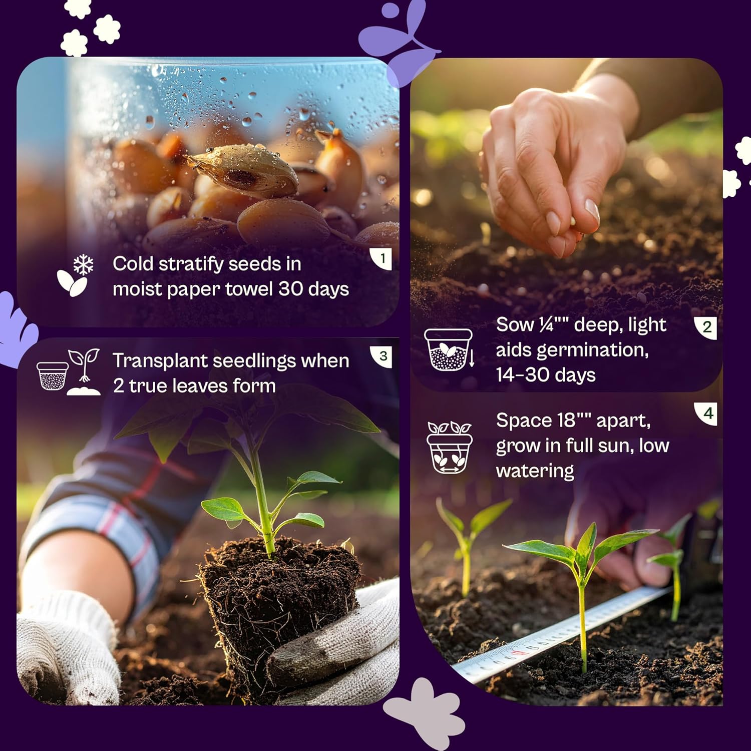 SVI 1500 English Lavender Seeds for Planting (Lavandula angustifolia) – Fragrant Perennial Lavender Flowers – Heirloom Herb Seeds for Borders, Herb Garden & Containers, Wildflower Meadows