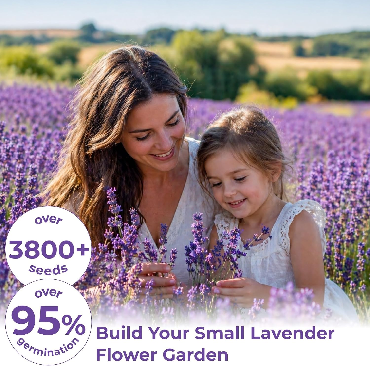 Lavender Seeds for Planting - 3800+ English Lavender Seeds for Indoor & Outdoor, Non-GMO, Heirloom, Easy to Grow Fragrant Purple Flowers for Pots, Garden Borders, Patios