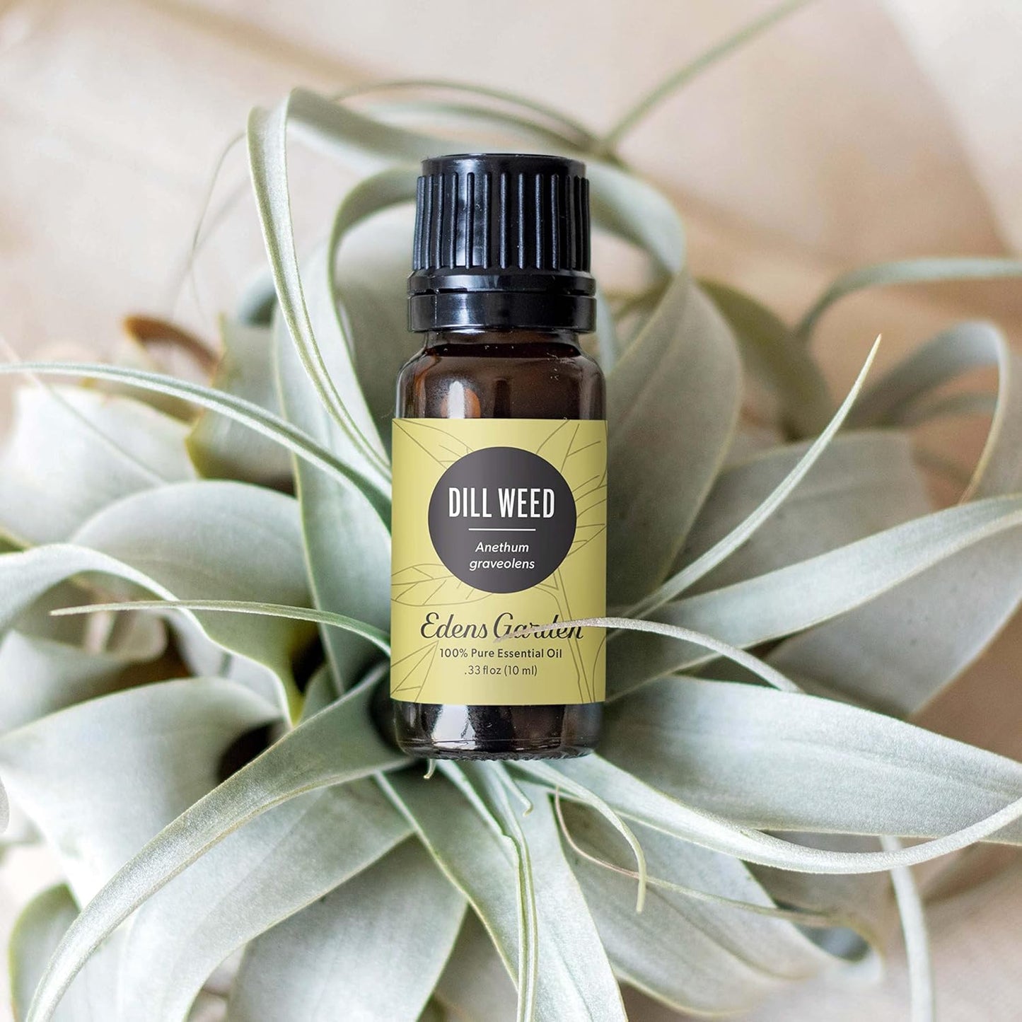 Edens Garden Dill Weed Essential Oil- 100% Pure Premium Grade, Undiluted, Natural, Therapeutic, Aromatherapy, The Best for Diffuser, Skin, Humidifiers, Kid Safe 10 ml (.33 fl oz)