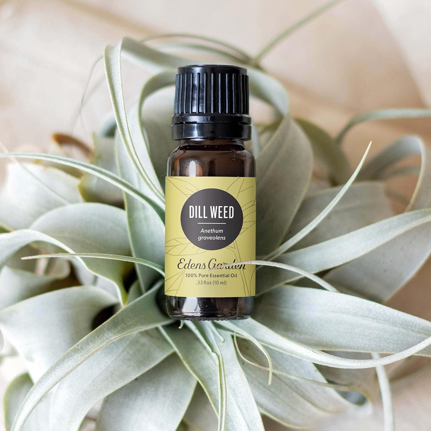 Edens Garden Dill Weed Essential Oil- 100% Pure Premium Grade, Undiluted, Natural, Therapeutic, Aromatherapy, The Best for Diffuser, Skin, Humidifiers, Kid Safe 10 ml (.33 fl oz)