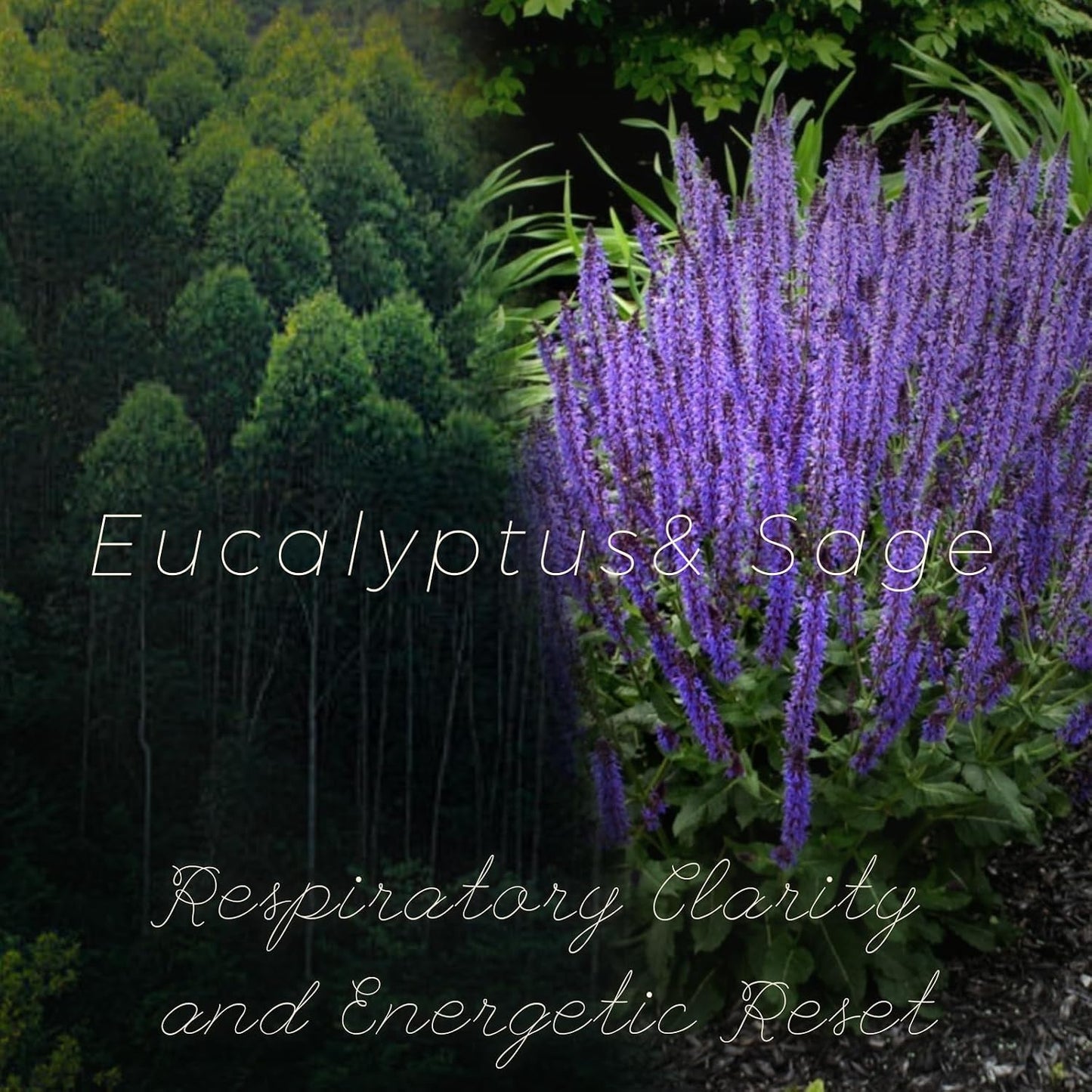 Eucalyptus & Sage Soy Scented Candles for Home- 10oz 68H Natural Soy Wax Aromatherapy Jar Candle with Strong Scent, Decorative Aesthetic Candles for Relax, Meditation, Bathroom, Luxury Gift for Women