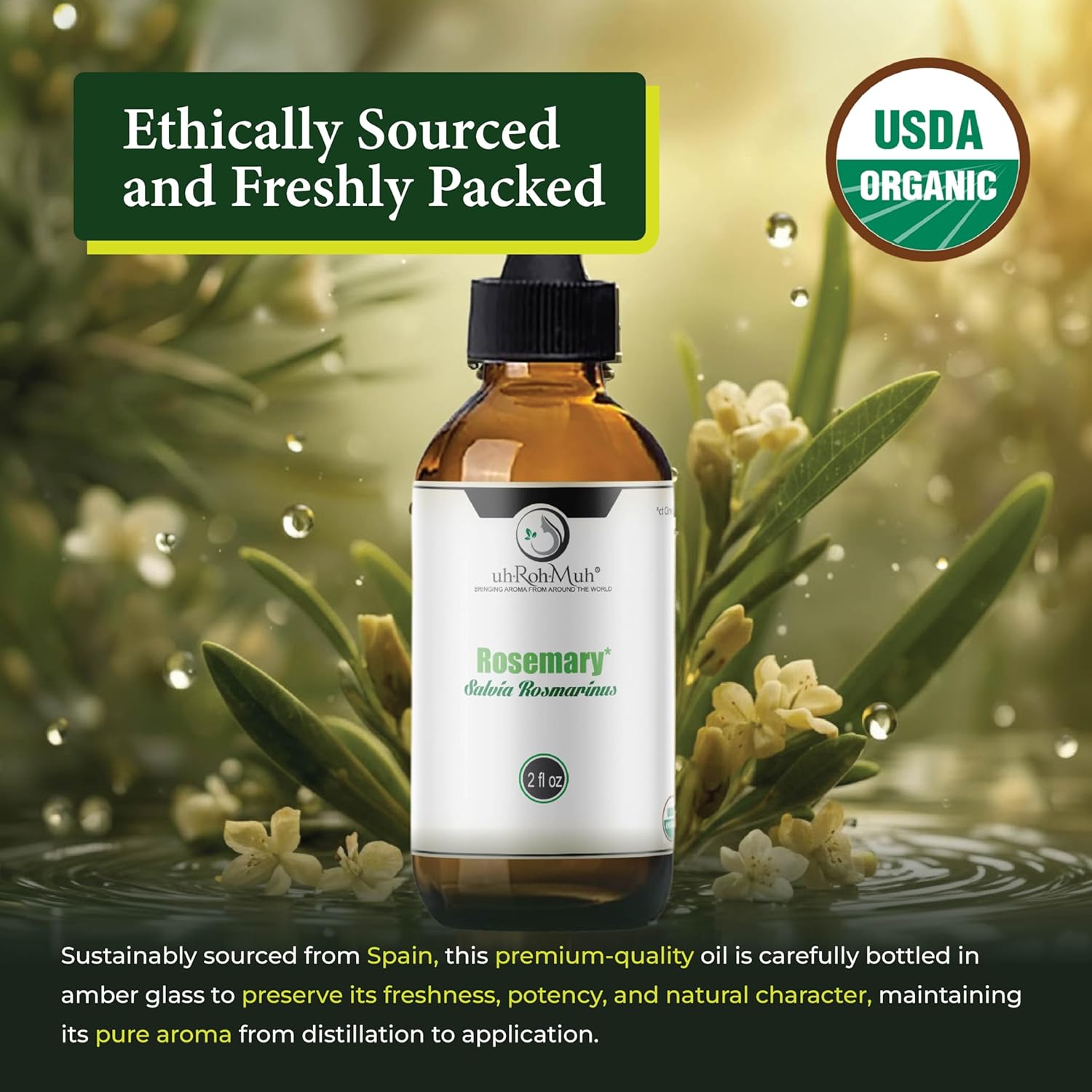 Organic Rosemary Essential Oil Chemotype Cineole | 100% Pure Steam Distilled Rosemary Oil | Fresh Herbaceous Aroma for Diffuser Aromatherapy, Massage Blends & DIY Recipes | Spain – 2 Fl Oz