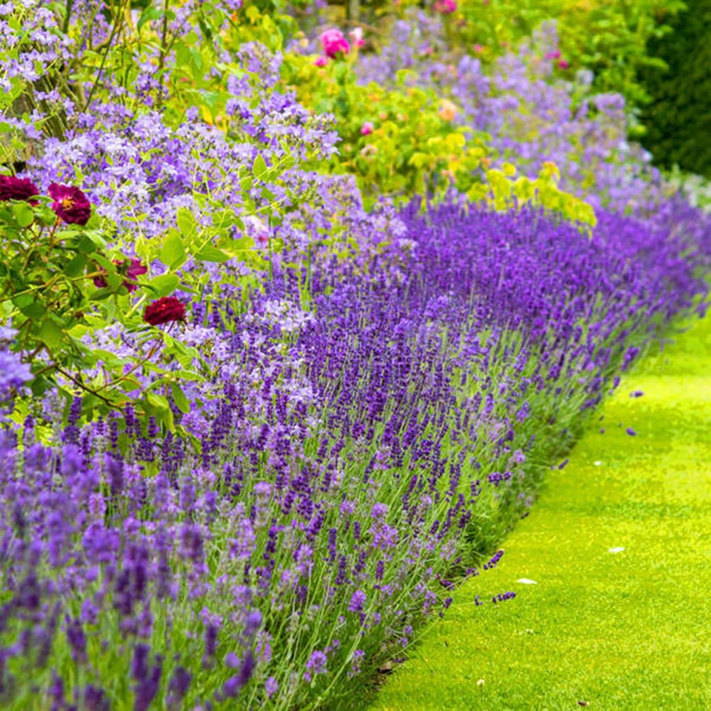 Dwarf Lavender Seeds for Planting Outdoors, 2000pcs Perennial English Lavender Flower Herbs Seeds Plants, Non-GMO Heirloom Hummingbirds Open Pollinated Wildflowers for Home Garden Indoors