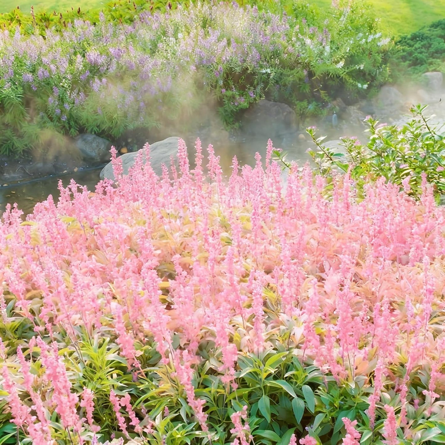 500pcs Mixed Lavender Seeds for Planting, Non-GMO Heirloom Lavender Perennial Flower Seeds Plants, Open Pollinated Beauty Home Garden Flowers in Outdoors Indoors