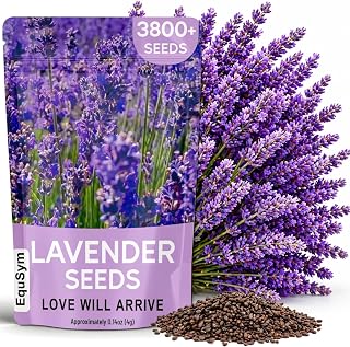Lavender Seeds for Planting - 3800+ English Lavender Seeds for Indoor & Outdoor, Non-GMO, Heirloom, Easy to Grow Fragrant Purple Flowers for Pots, Garden Borders, Patios