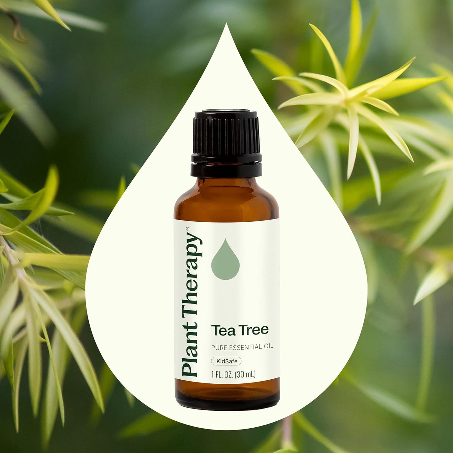 Plant Therapy Tea Tree Essential Oil 100% Pure, Undiluted, Natural Aromatherapy, Therapeutic Grade 30 mL (1 oz)