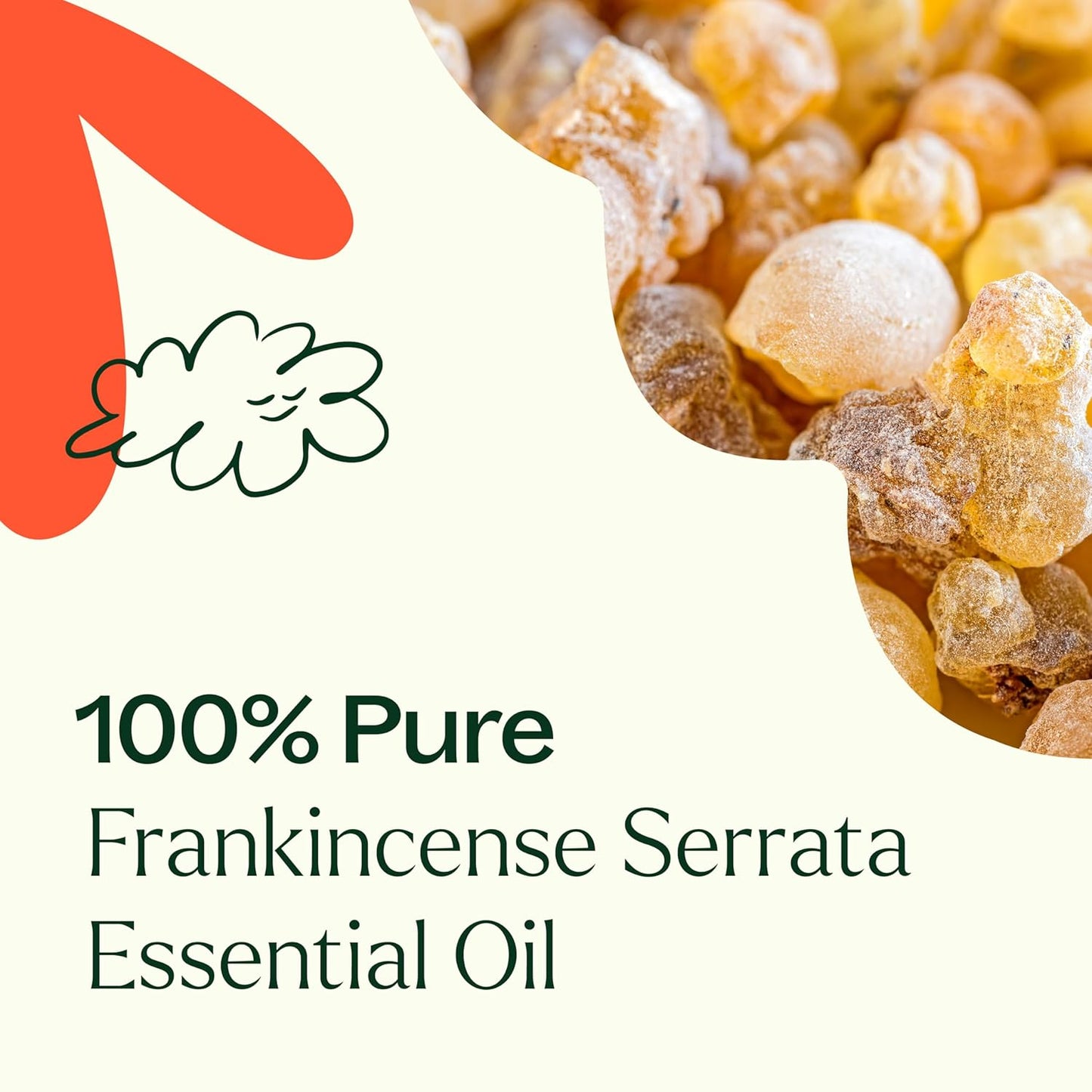 Plant Therapy Frankincense Essential Oil (Serrata), 30 mL (1 oz), 100% Pure and Undiluted, Great for DIY Skin Care and Diffusing