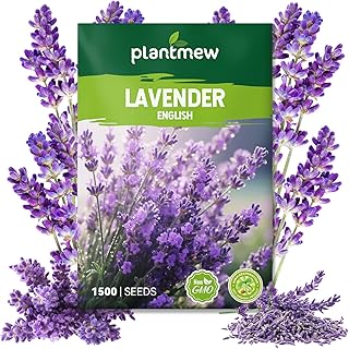 English Lavender Seeds for Planting - 1500+ Heirloom Seeds - High Germination, Fragrant Purple Flowers Herb Seeds for Home Garden, Indoor/Outdoor