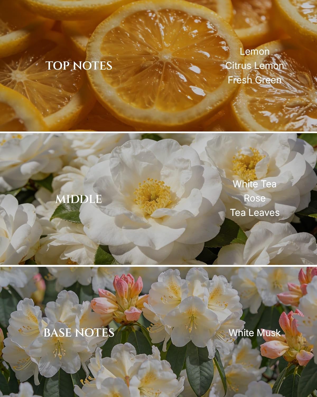 Aromadd White Tea Diffuser Oil Inspired by Luxury Hotel Scent, Premium Fragrance Oils for Waterless Diffuser, White Tea & Bergamot, Long-Lasting Home Fragrance - 3.38 fl oz (100 mL)