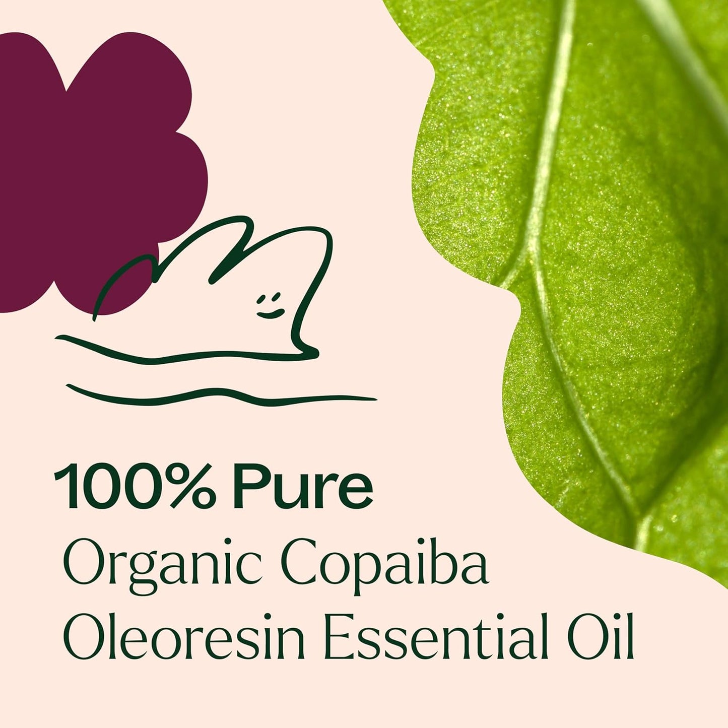 Plant Therapy Organic Copaiba Essential Oil (Copaiba Oleoresin), 30 mL (1 oz), 100% Pure, Undiluted Essential Oil, Great for Natural Skin Care