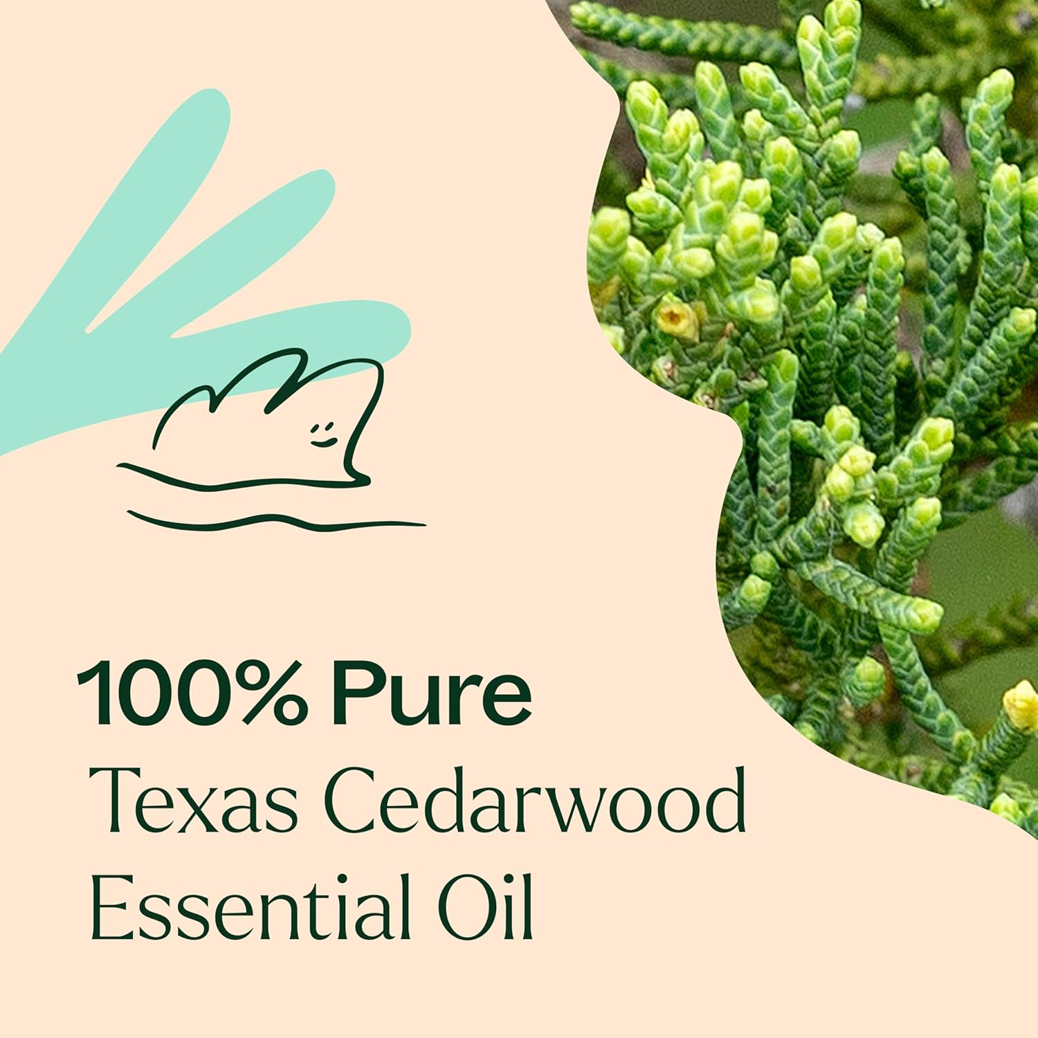 Plant Therapy Texas Cedarwood Essential Oil 30 mL (1 oz) 100% Pure, Undiluted, Aromatherapy for Mood Support and Clear Breathing