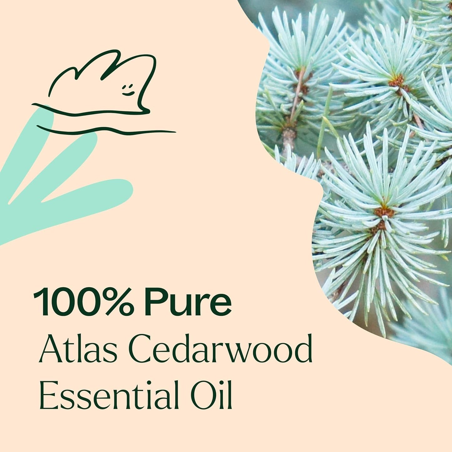 Plant Therapy Atlas Cedarwood Essential Oil 30 mL (1 oz) 100% Pure, Undiluted, Therapeutic Grade