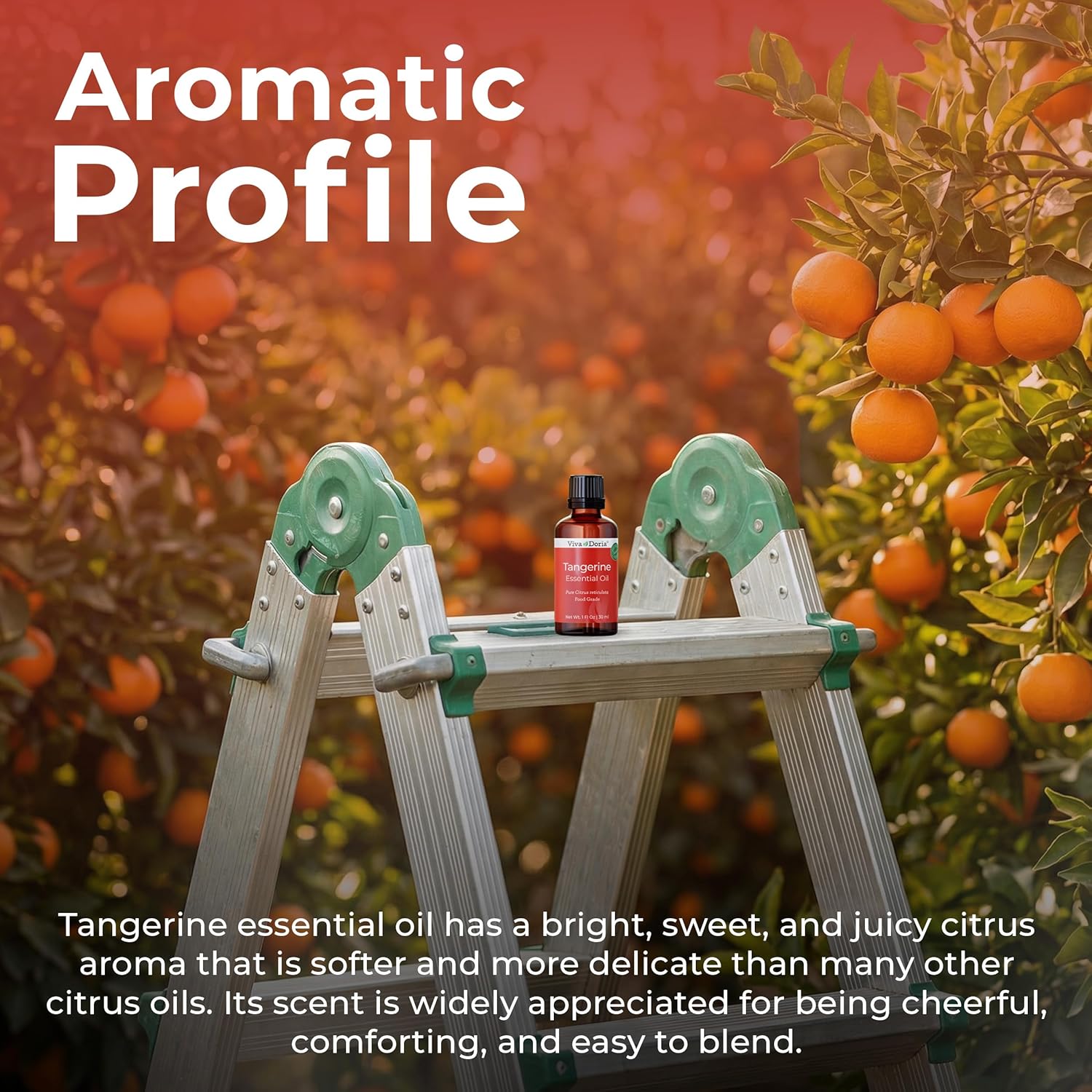 Viva Doria Tangerine Essential Oil, 100% Pure, Natural Essential Oil, Undiluted, for Aromatherapy | Food Grade, 30 mL (1 Fluid Ounce)