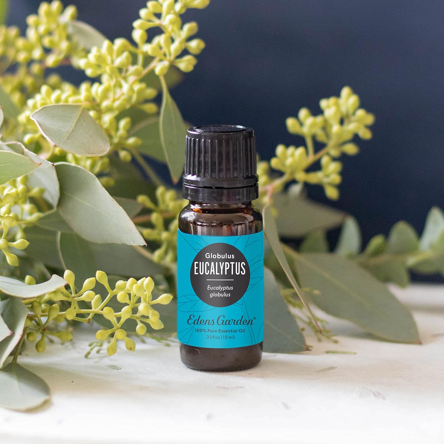 Edens Garden Eucalyptus - Globulus Essential Oil- 100% Pure Premium Grade, Undiluted, Natural, Therapeutic, Aromatherapy, The Best for Diffuser, Candle, Hair, Humidifiers 30 ml (1 fl oz)