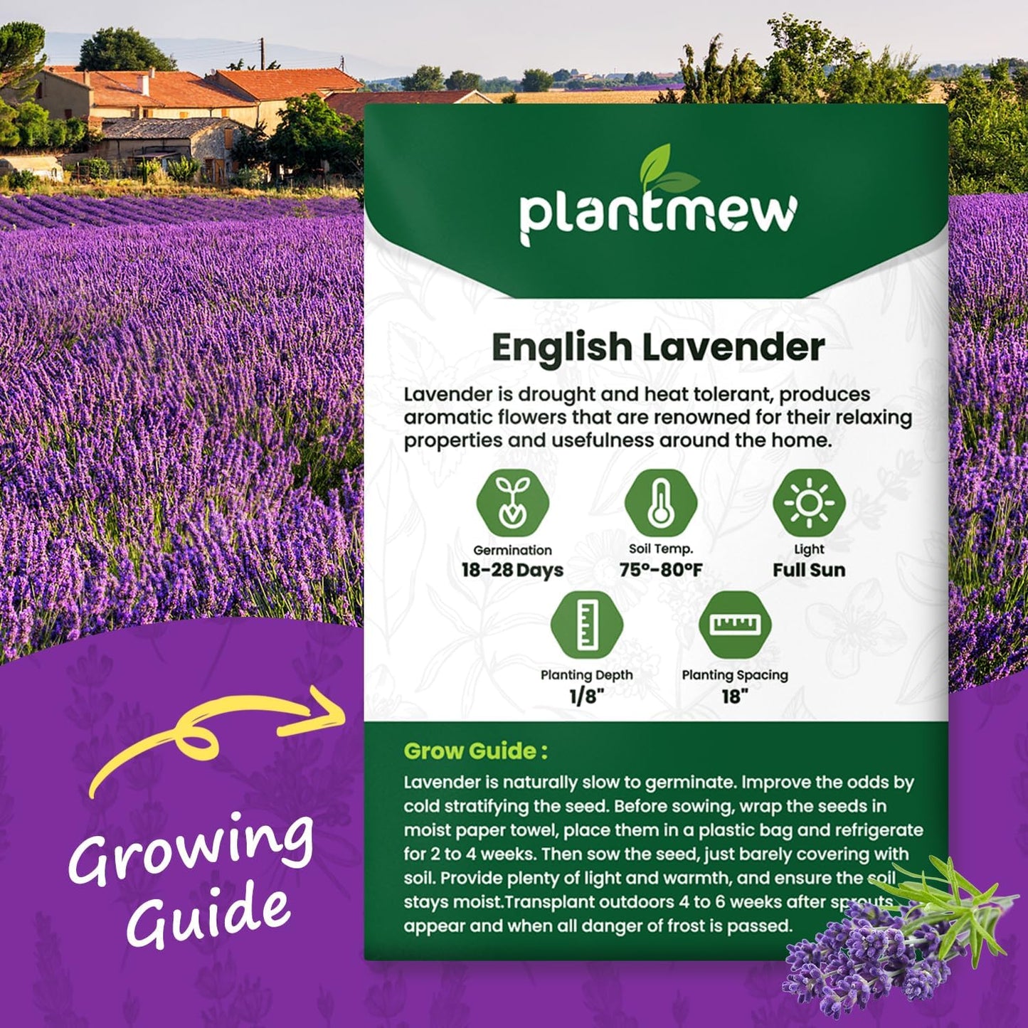 English Lavender Seeds for Planting - 1500+ Heirloom Seeds - High Germination, Fragrant Purple Flowers Herb Seeds for Home Garden, Indoor/Outdoor