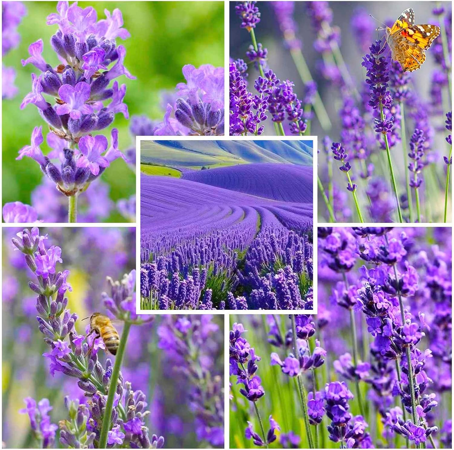 6000Pcs Lavender Seeds (English Lavender) - Perennial Herb, Non-GMO Heirloom Seeds for Planting, Fragrant Purple Flowers for Garden