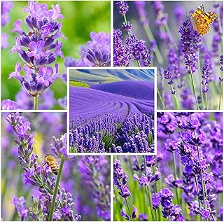 6000Pcs Lavender Seeds (English Lavender) - Perennial Herb, Non-GMO Heirloom Seeds for Planting, Fragrant Purple Flowers for Garden
