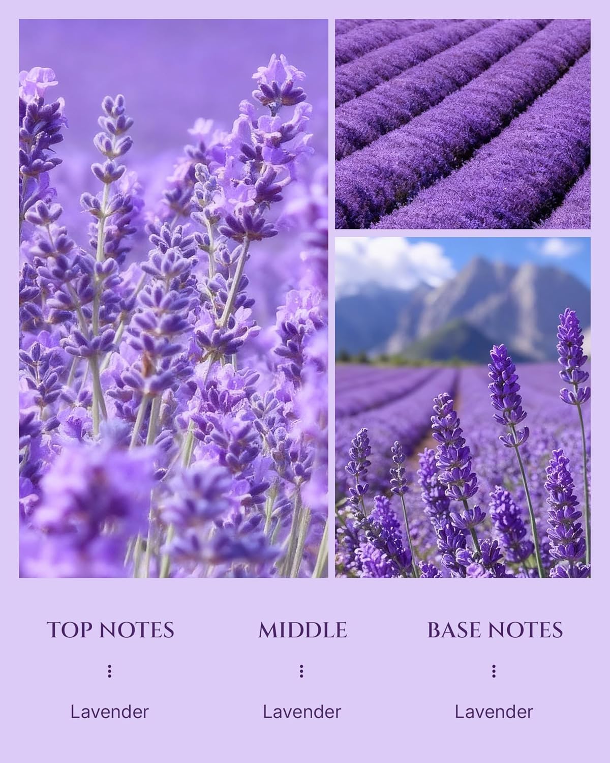 Aromadd Lavender Diffuser Oil Inspired by Classic Botanical Gardens, Premium Fragrance Oils for Waterless Diffuser, Classic Botanical Lavender Scent, Long-Lasting Home Fragrance - 3.38 fl oz (100 mL)