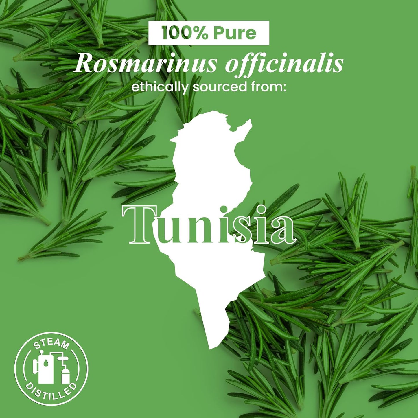 Handcraft Blends Organic Rosemary Essential Oil – 1 Fl Oz – 100% Pure and Natural – Premium Grade Essential Oil for Diffuser and Aromatherapy