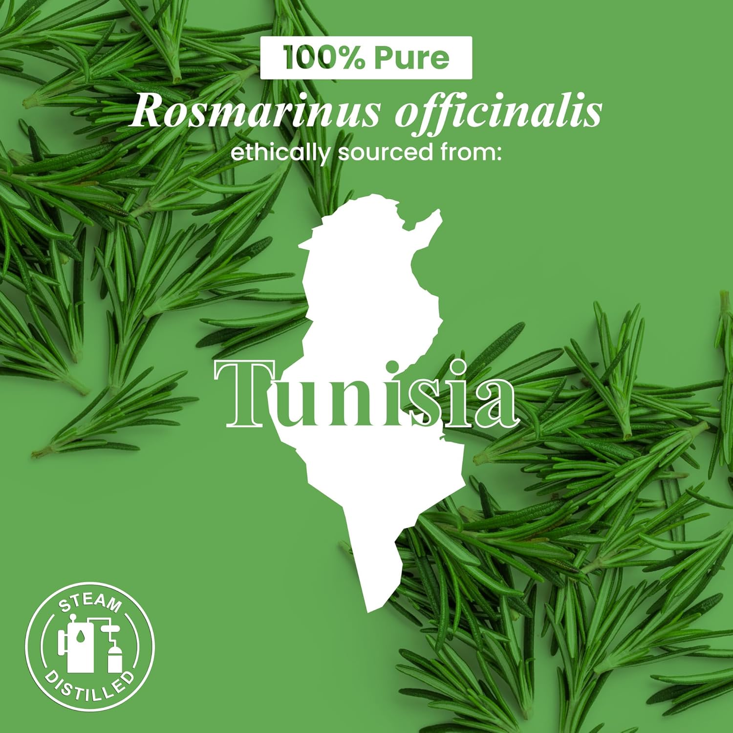 Handcraft Blends Organic Rosemary Essential Oil – 1 Fl Oz – 100% Pure and Natural – Premium Grade Essential Oil for Diffuser and Aromatherapy
