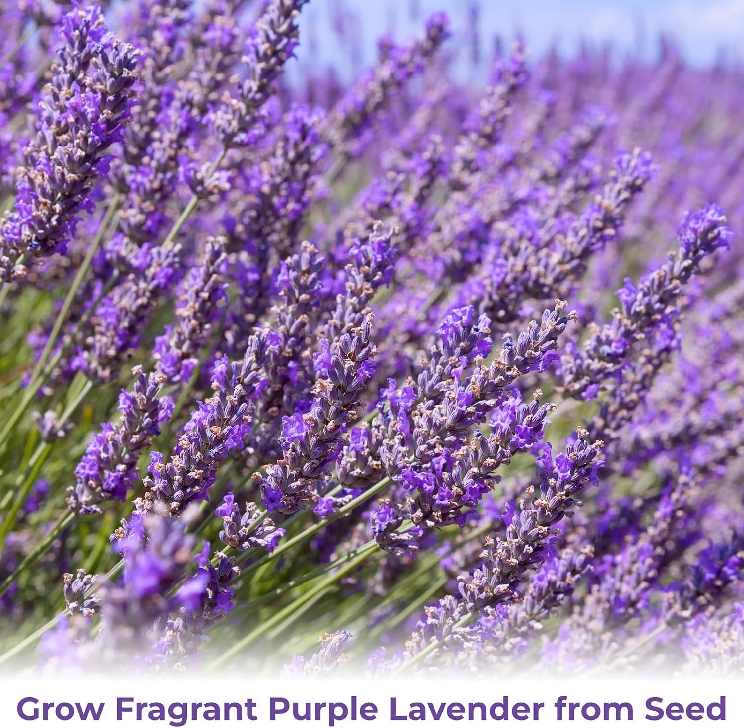 Lavender Seeds for Planting - 3800+ English Lavender Seeds for Indoor & Outdoor, Non-GMO, Heirloom, Easy to Grow Fragrant Purple Flowers for Pots, Garden Borders, Patios