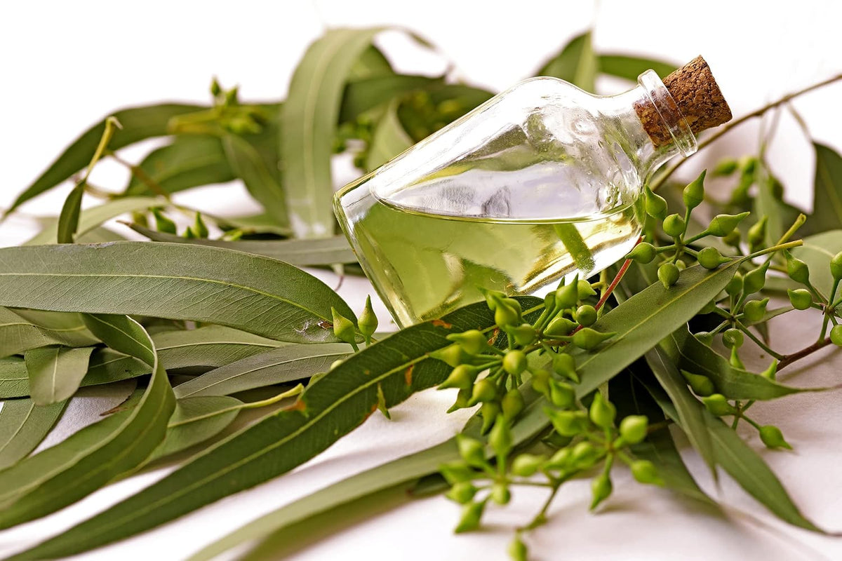 100% Pure Eucalyptus Essential Oil (1 Gallon)