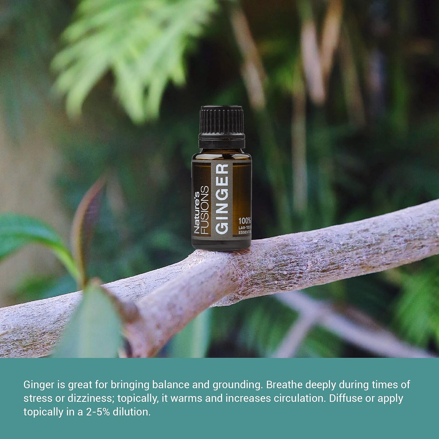Nature's Fusions Ginger Root, 100% Pure and Natural Essential Oils, Undiluted, Therapeutic Grade for Aromatherapy and Topical Use, .5 Fl Oz (Pack of 1) (15 mL)