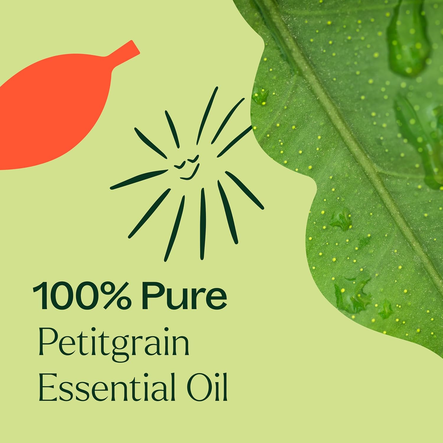 Plant Therapy Petitgrain Essential Oil 10 mL (1/3 oz) 100% Pure, Undiluted, Aromatherapy for Stress Relief, Digestive Support, and Skin Care
