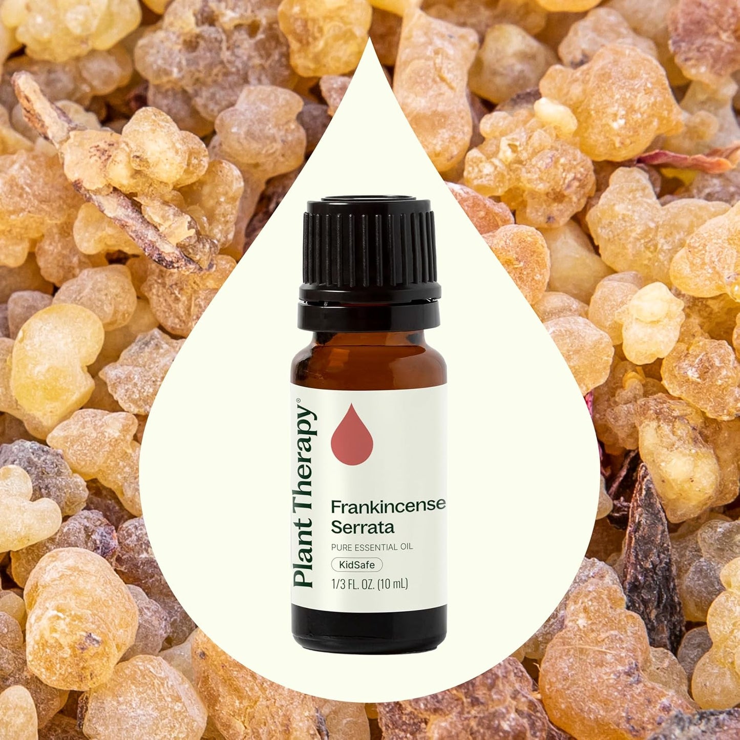 Plant Therapy Frankincense Serrata Essential Oils 100% Pure, Undiluted, Natural Aromatherapy, Frankincense Oil for Diffuser, Skin, Massage, & Joint Health, Therapeutic Grade 10 mL (1/3 oz)