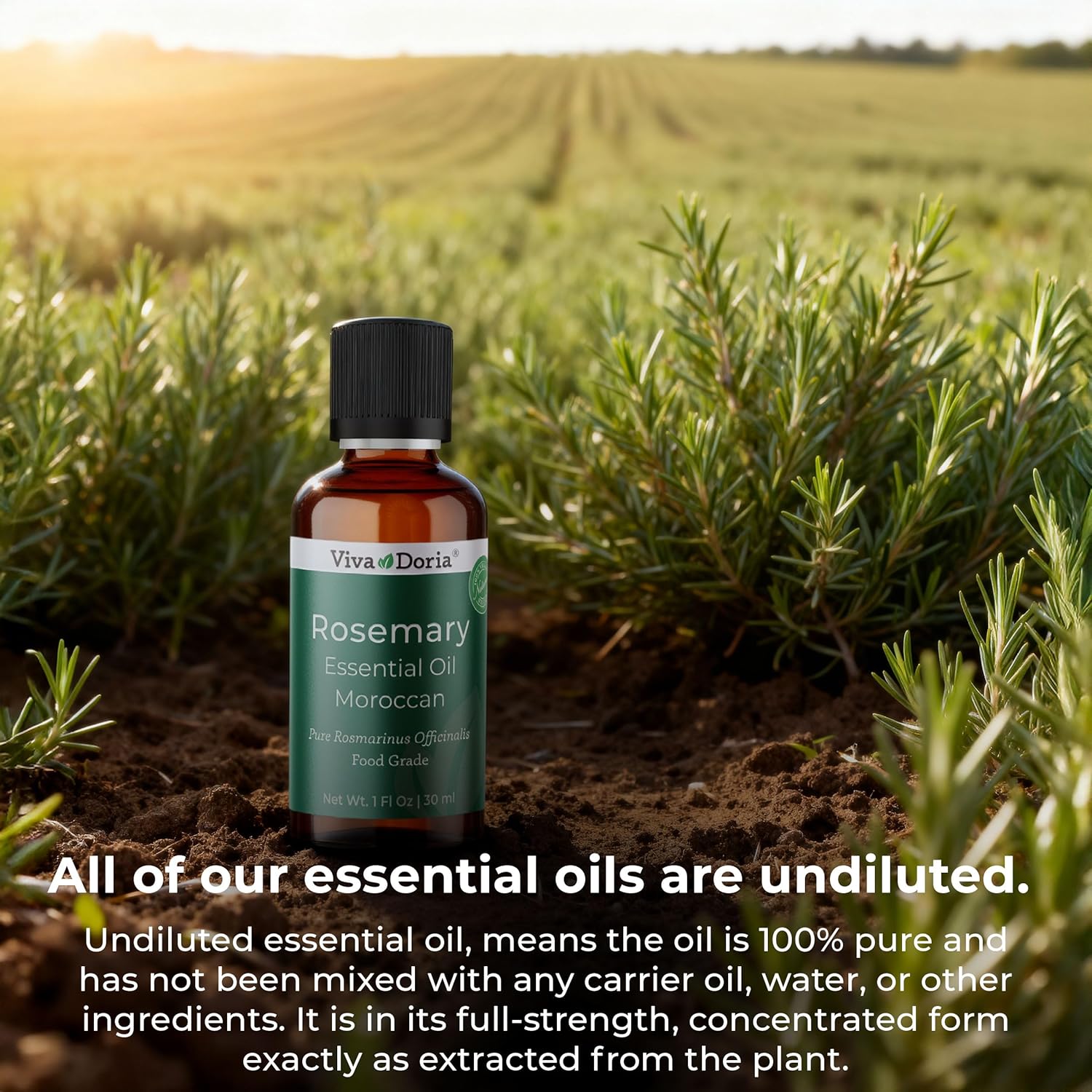 Viva Doria Rosemary Essential Oil, 100% Pure, Natural Essential Oil, Undiluted, for Aromatherapy | Food Grade, 30 mL (1 Fluid Ounce)