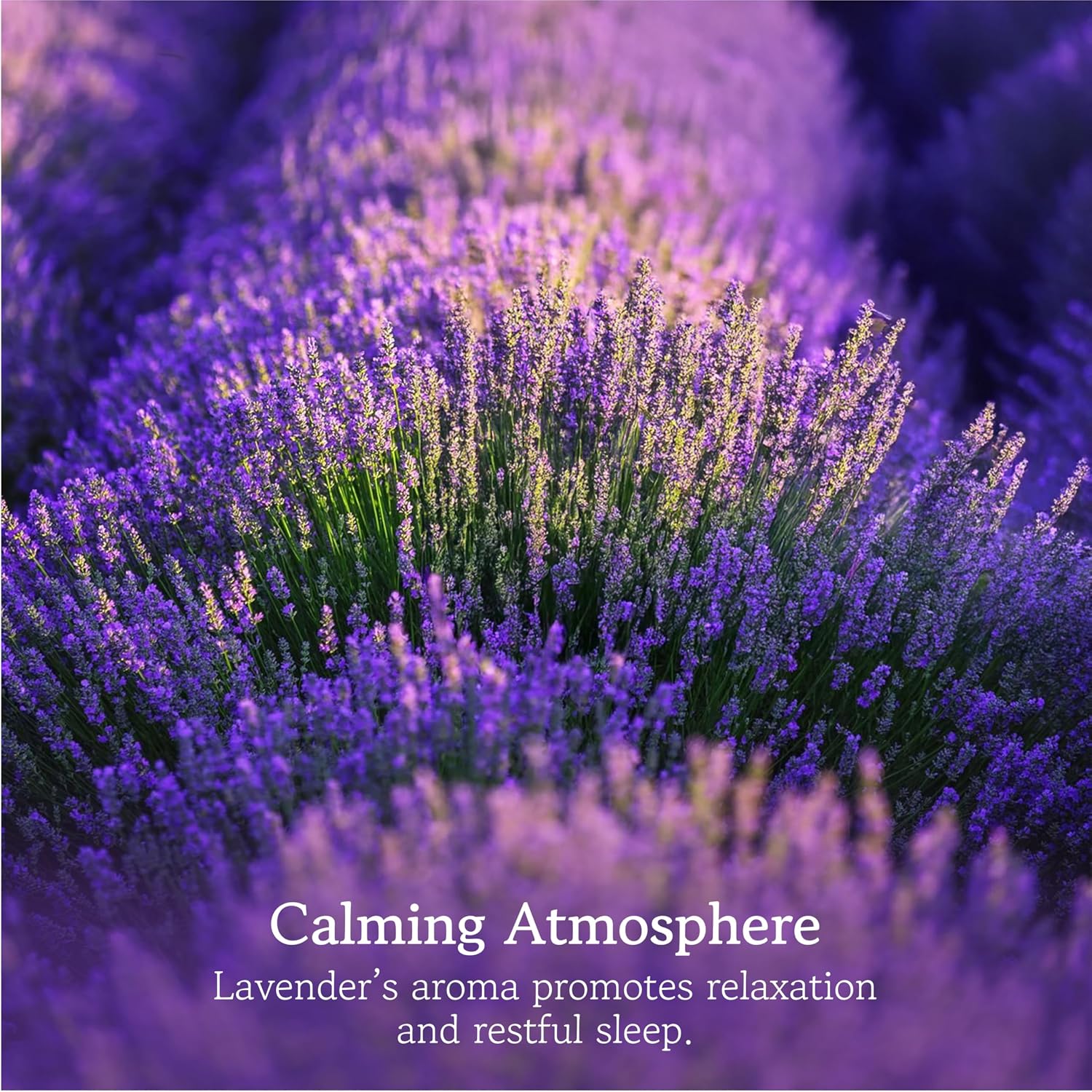 LAVODIA Lavender Sachets for Drawers and Closets - Pack of 20 Sachet Bags with Dried Lavender Flowers - Closet Deodorizer Odor Eliminator for Fresh Scented Storage