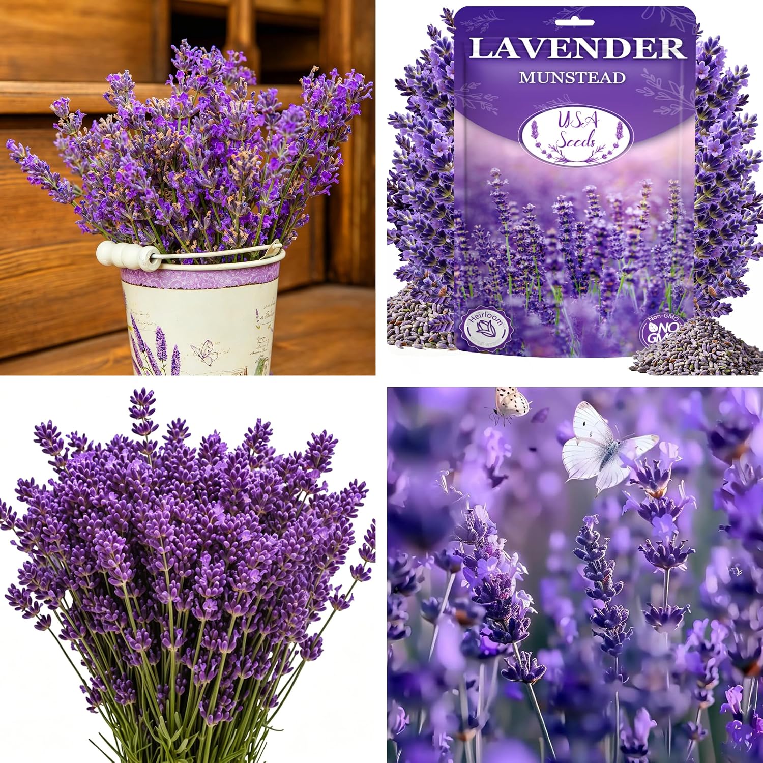 Dwarf Lavender Seeds for Planting Outdoors, 2000pcs Perennial English Lavender Flower Herbs Seeds Plants, Non-GMO Heirloom Hummingbirds Open Pollinated Wildflowers for Home Garden Indoors