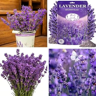 Dwarf Lavender Seeds for Planting Outdoors, 2000pcs Perennial English Lavender Flower Herbs Seeds Plants, Non-GMO Heirloom Hummingbirds Open Pollinated Wildflowers for Home Garden Indoors