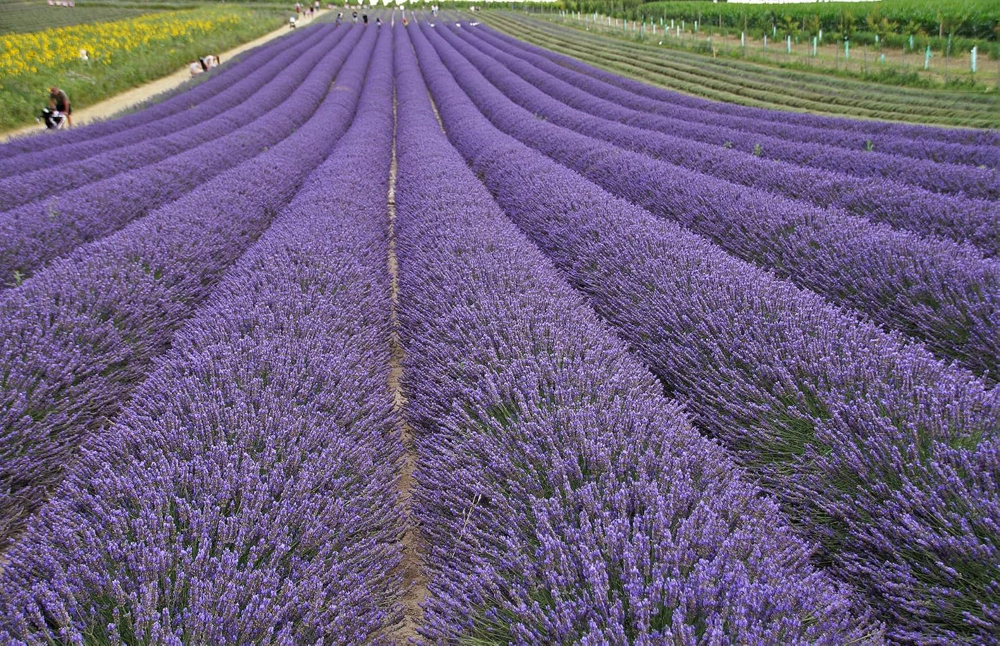Dried Lavender Flowers, 2LB Bulk | Natural Lavender Buds, Wedding Toss, DIY Crafts, Scented Sachets
