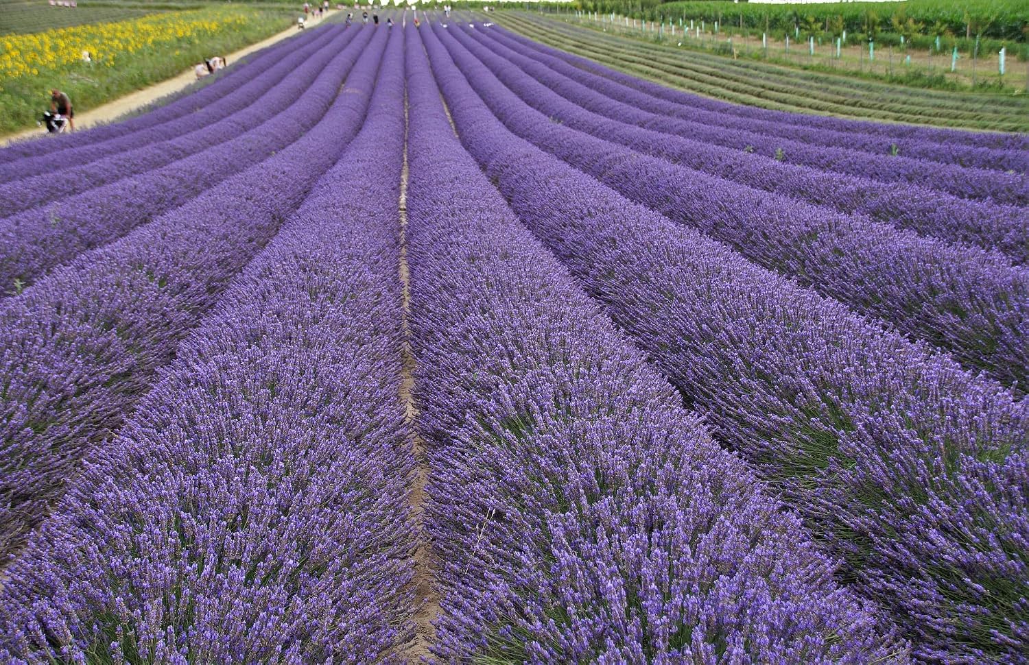 Dried Lavender Flowers, 2LB Bulk | Natural Lavender Buds, Wedding Toss, DIY Crafts, Scented Sachets