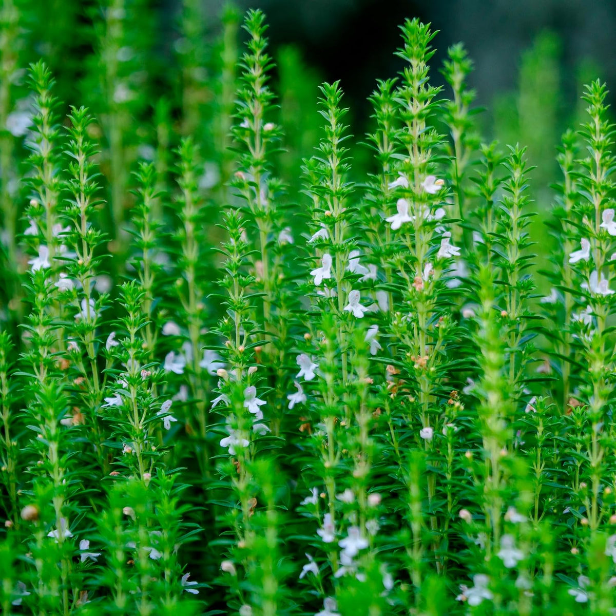 Organic Hyssop Essential Oil 1/6 Fl Oz (5ml) Hyssopus officinalis - 100% Pure and Natural Undiluted Therapeutic Grade Aromatherapy for Diffuser and Muscle Relaxation Massages