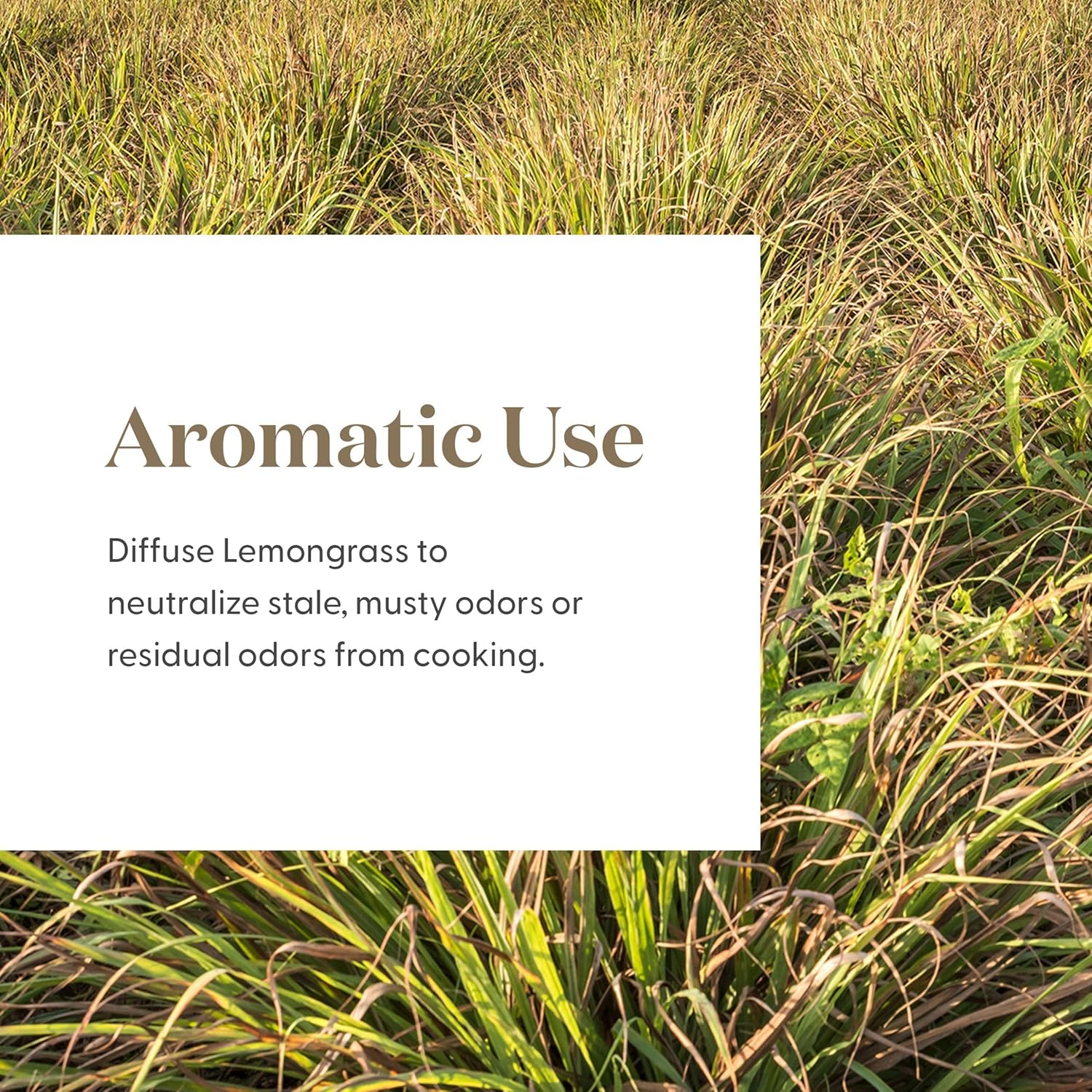 Young Living Lemongrass Essential Oil, 15ml | Skincare Addition | Ideal for Relaxation Massage | Fresh Aroma | Aromatherapy Diffuser | Cleansing Properties | Vegan & Gluten-Free | Pure & Natural
