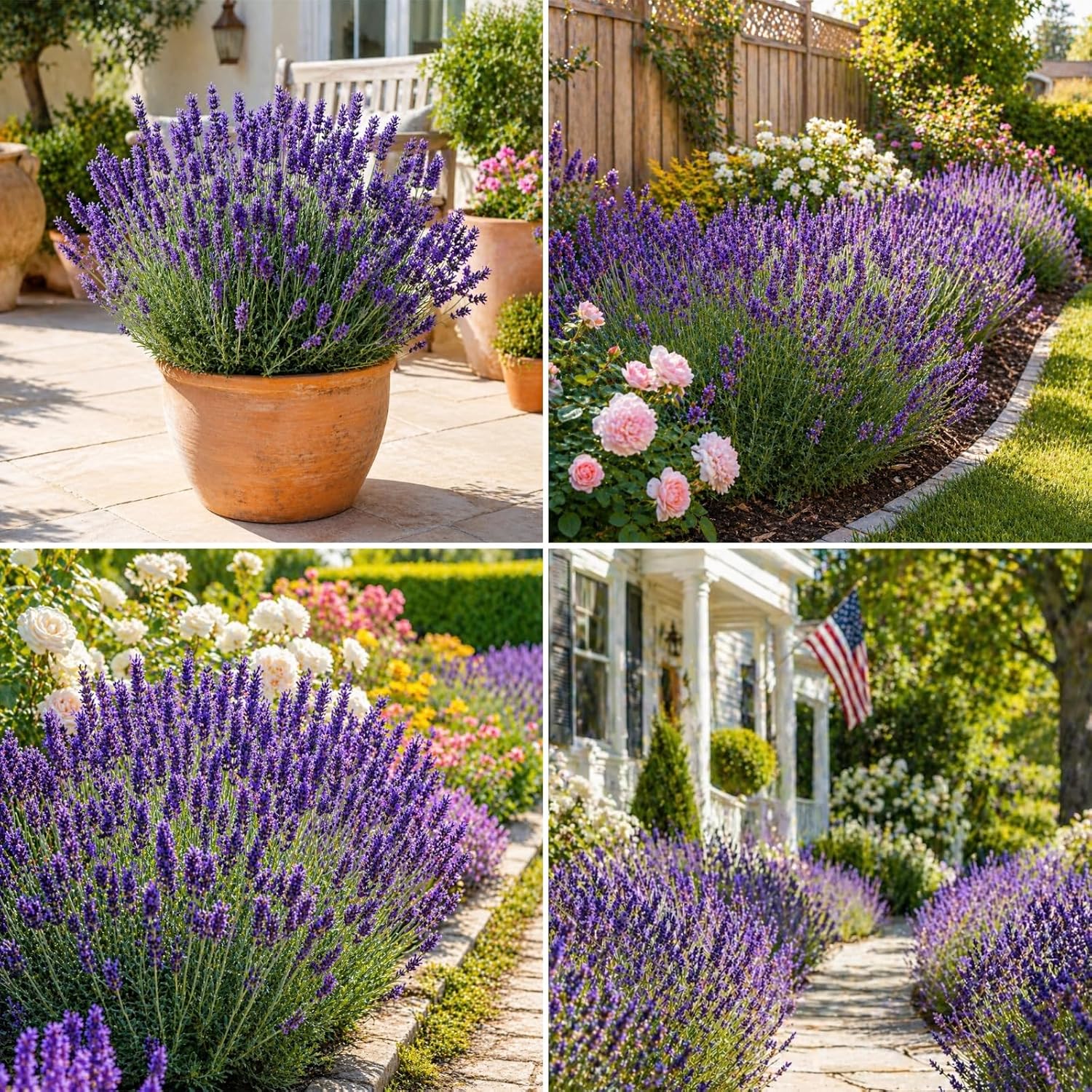 Lavender Seeds for Planting - 3800+ English Lavender Seeds for Indoor & Outdoor, Non-GMO, Heirloom, Easy to Grow Fragrant Purple Flowers for Pots, Garden Borders, Patios