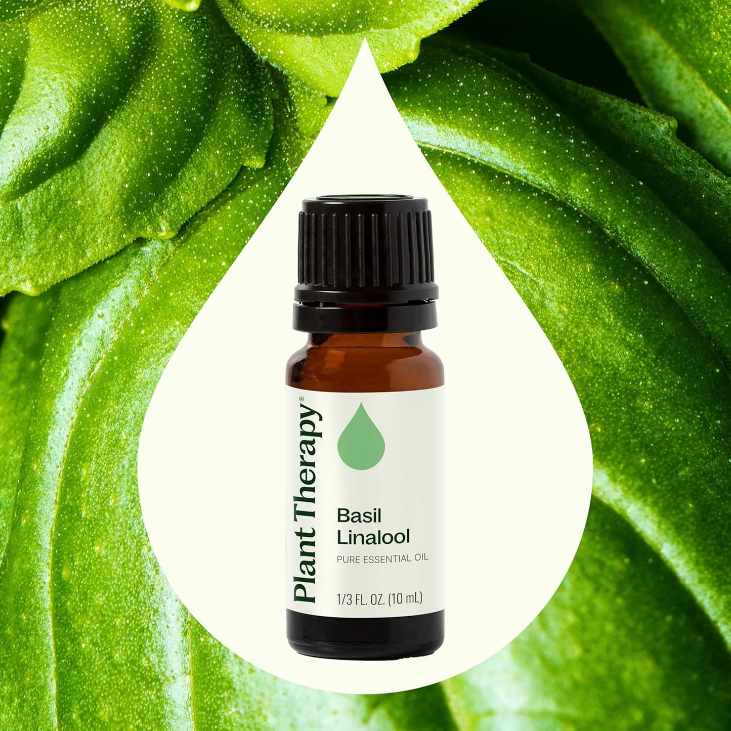 Plant Therapy Basil Linalool Essential Oil 10 mL (1/3 oz) 100% Pure, Undiluted, Aromatherapy, for Muscle Soreness and Digestive Discomfort