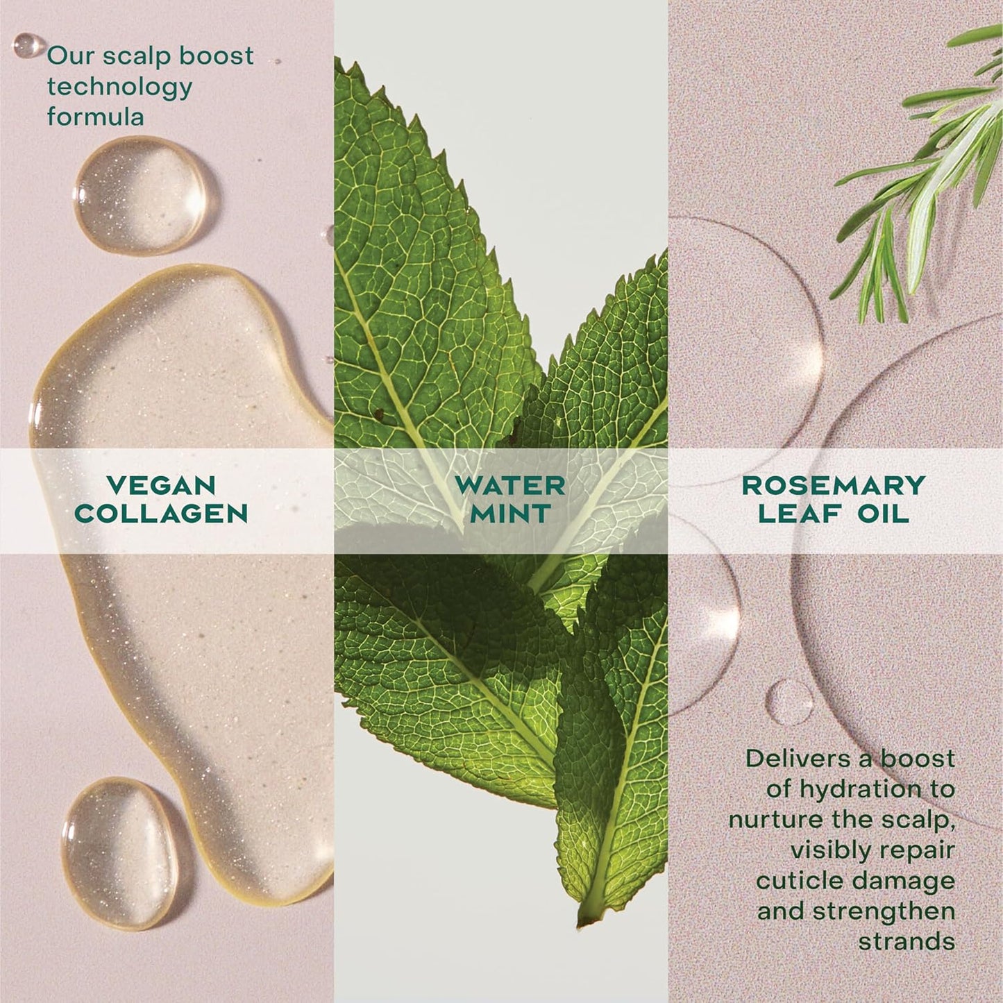 Shea Moisture Strengthening Scalp & Hair Oil Rosemary & Vegan Collagen To Protect The Scalp And Strengthen Hair With ScalpBoost Technology For A Cooling Sensation With ScalpBoost Technology 2 Fl Oz