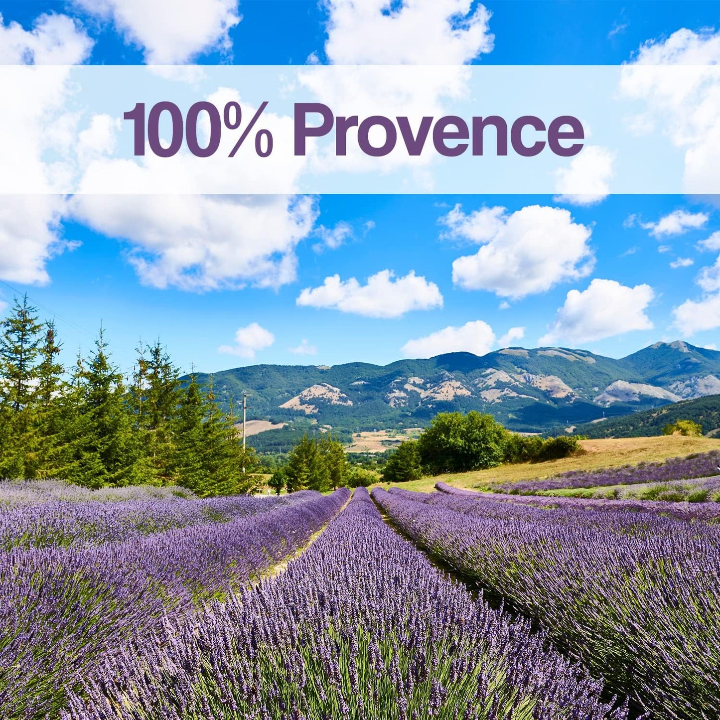 OLILLY - Premium Lavender Sachets from Provence France – 12 Natural Dried Lavender Bags – Luxury Linen & Closet Freshener – Long Lasting Lavender Fragrance – Elegant Organza Sachets