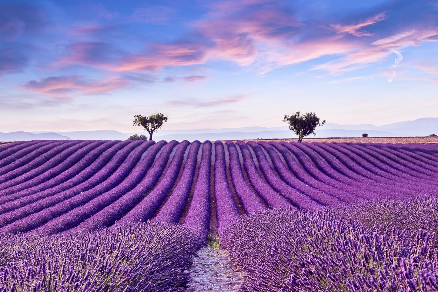 Lavender 40/42 Essential Oil - 100% Pure & Natural - Bulk 64 fl oz (1892ml) - Therapeutic Grade Lavender Oil for Diffuser, Relaxation & DIY