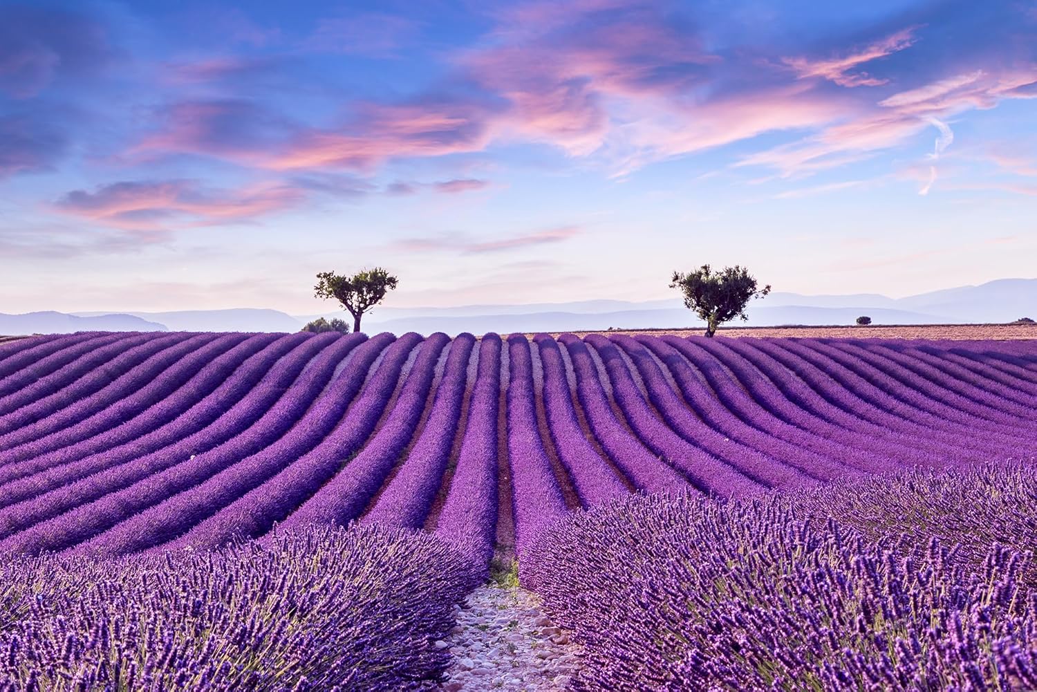Lavender 40/42 Essential Oil - 100% Pure & Natural - Bulk 64 fl oz (1892ml) - Therapeutic Grade Lavender Oil for Diffuser, Relaxation & DIY