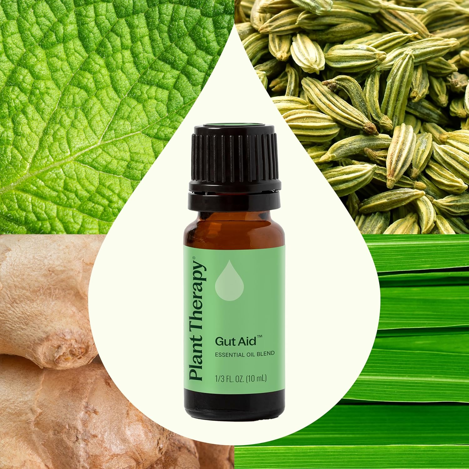 Plant Therapy Gut Aid Essential Oil Blend 10 mL (1/3 oz) 100% Pure, Undiluted, Natural Aromatherapy for Upset Stomach Relief
