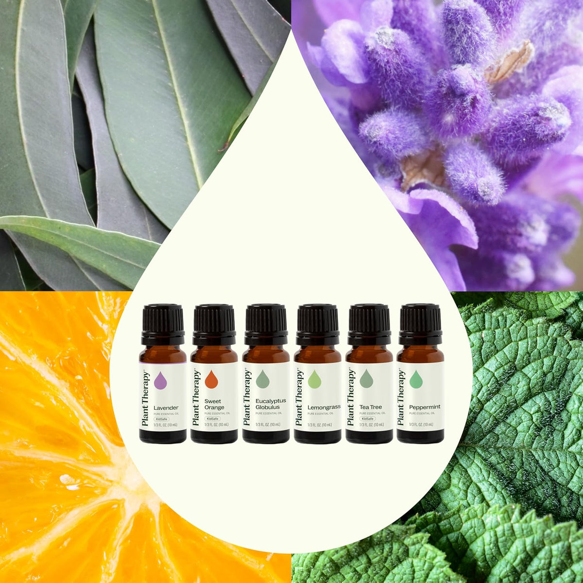 Plant Therapy Breathe Easy Essential Oil Set of 6 Bottles 10 mL (1/3 oz) Each
