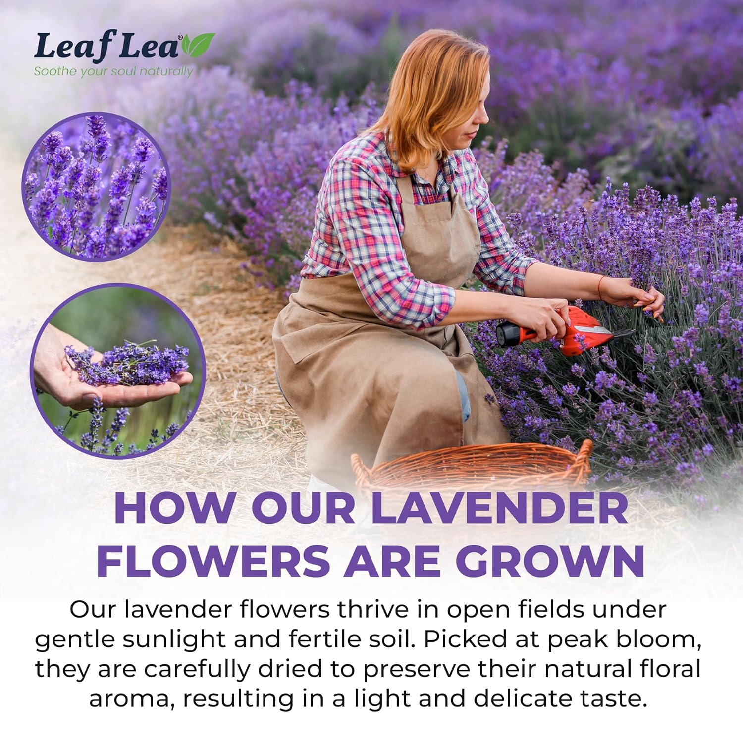 LeafLea Lavender Tea Bags, Pure Lavender Flower Herbal Tea, 40 Count | Just Real Lavender, Nothing Else, Soft Floral Aroma, Caffeine-Free, A Calming Cup Before Bed, Individually Foil-Wrapped