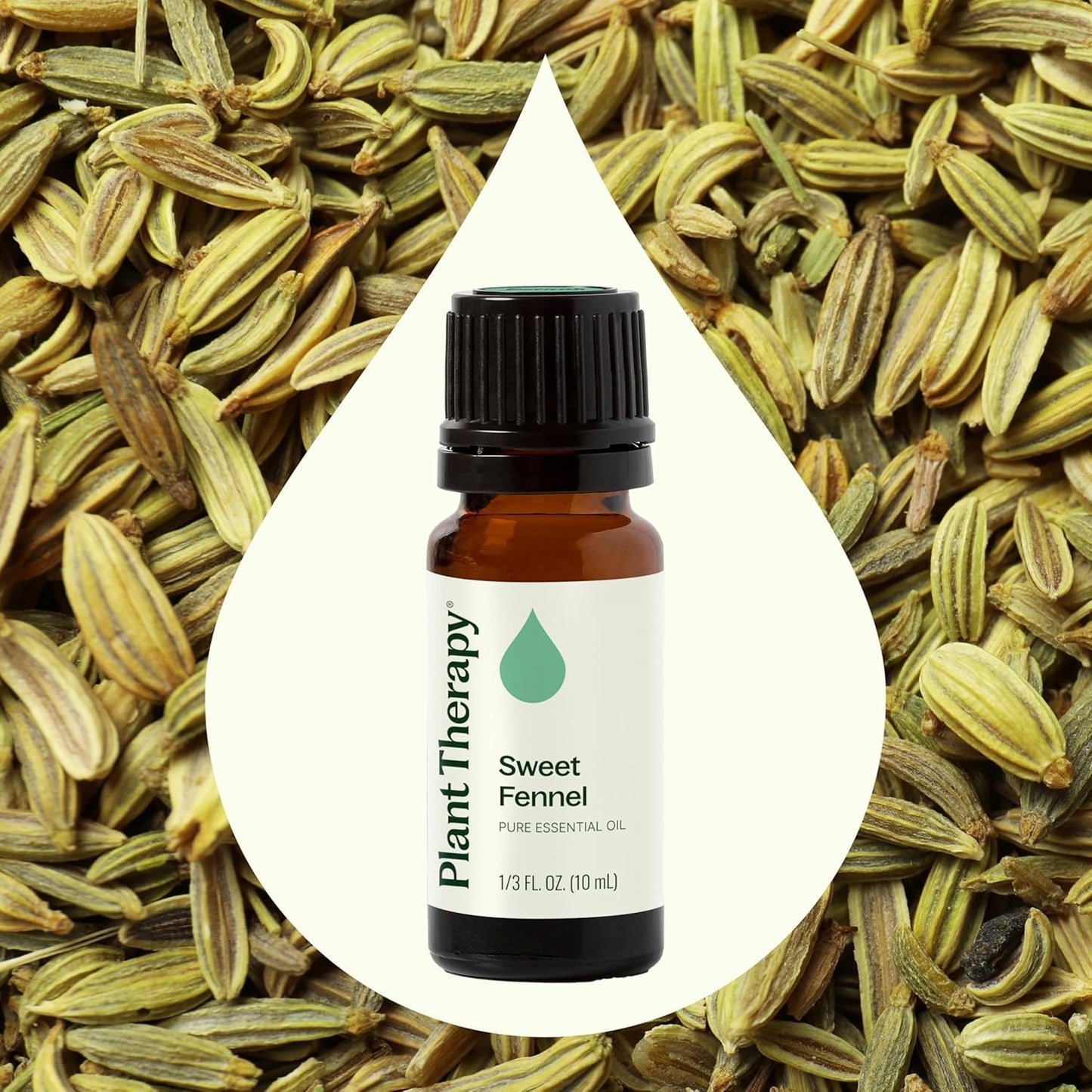 Plant Therapy Sweet Fennel Essential Oil 10 mL (1/3 oz) 100% Pure, Undiluted, Aromatherapy for Attention, Focus, and Digestive Discomfort
