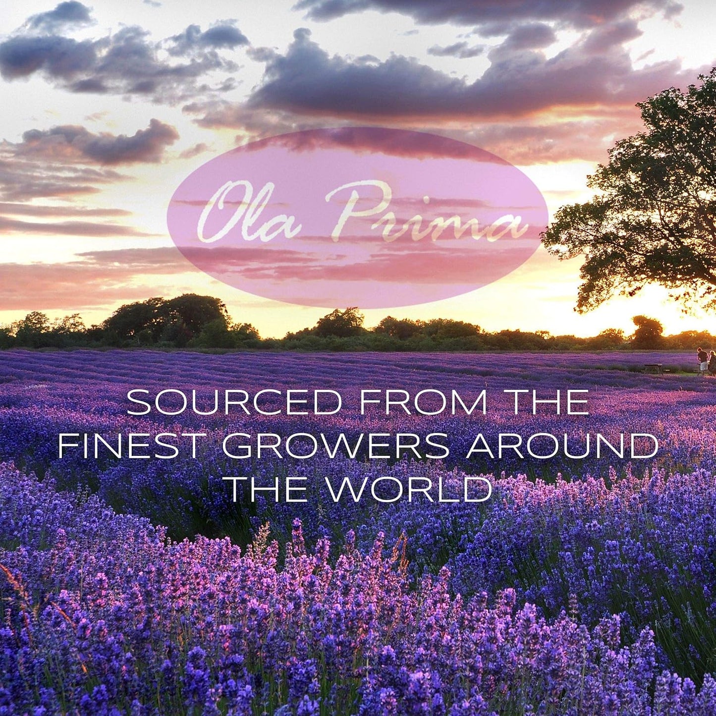 Ola Prima Oils 4oz - Orange Essential Oil, Premium Orange Oil with Dropper for Skin Diffuser - 4 Fluid Ounces